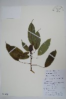 長梗常春木藏品圖，第1張