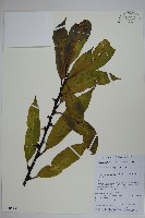 登錄號:S106257藏品圖，第1張