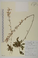 狹葉兔兒風藏品圖，第1張