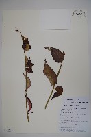 狹萼鬼吹簫藏品圖，第1張