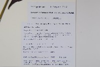 狹萼鬼吹簫藏品圖，第2張