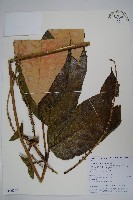 穗序鵝掌柴藏品圖，第1張