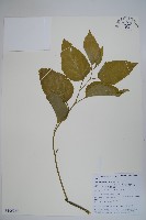 三角咪草藏品圖，第1張