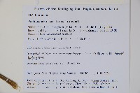 三角咪草藏品圖，第2張