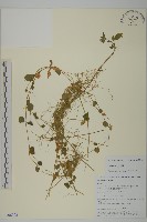 荷蓮豆草、菁芳草藏品圖，第1張