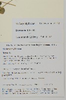 荷蓮豆草、菁芳草藏品圖，第2張