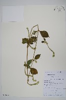 土牛膝藏品圖，第1張