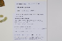 土牛膝藏品圖，第2張
