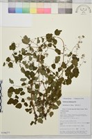 多葉唐松草藏品圖，第1張