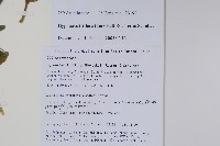 三花槍刀菜藏品圖，第2張