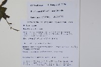 登錄號:S106279藏品圖，第2張