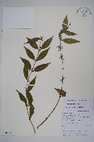 多花青蛇藤藏品圖，第1張