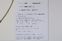 多花青蛇藤藏品圖，第2張