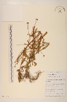 千星菊藏品圖，第1張