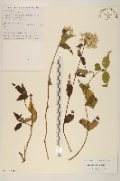 佩蘭、澤蘭藏品圖，第1張