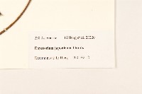 佩蘭、澤蘭藏品圖，第3張