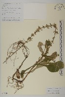 台灣鬼督郵藏品圖，第1張