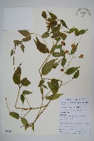 細萼沙參藏品圖，第1張