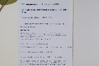 細萼沙參藏品圖，第2張