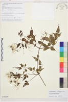 小木通藏品圖，第1張