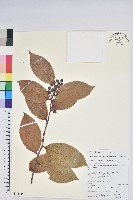 軟骨邊越桔藏品圖，第1張