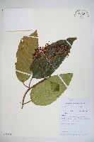 水紅木藏品圖，第1張