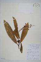 多脈水冬瓜藏品圖，第1張