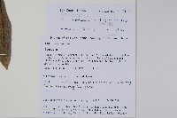 多脈水冬瓜藏品圖，第2張