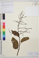 登錄號:S106327藏品圖，第1張