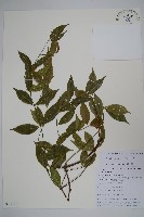 青蛇藤藏品圖，第1張