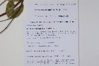 青蛇藤藏品圖，第2張