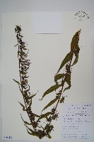 直立山梗菜藏品圖，第1張