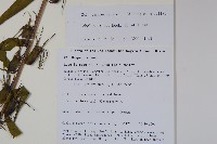 直立山梗菜藏品圖，第2張