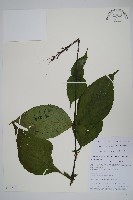 尼氏擬馬偕花藏品圖，第1張