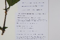 尼氏擬馬偕花藏品圖，第2張