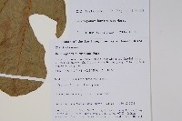 登錄號:S106345藏品圖，第2張