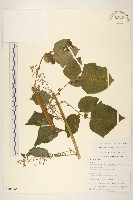 登錄號:S106346藏品圖，第1張