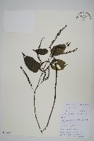 漿果莧、紐藤藏品圖，第1張