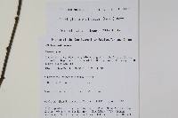 漿果莧、紐藤藏品圖，第2張