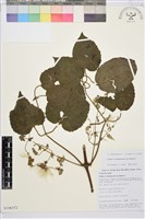 毛木通藏品圖，第1張