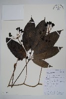 登錄號:S106356藏品圖，第1張