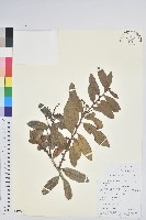 紅粉白珠藏品圖，第1張