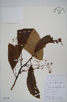 錐序水東哥藏品圖，第1張