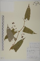 登錄號:S106373藏品圖，第1張