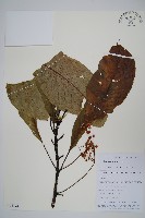 錐序水東哥藏品圖，第1張