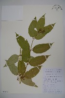 纖細風吹蕭藏品圖，第1張