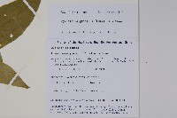 纖細風吹蕭藏品圖，第2張