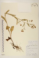 圓舌粘冠草藏品圖，第1張