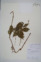 登錄號:S106390藏品圖，第1張