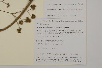 下田菊藏品圖，第2張